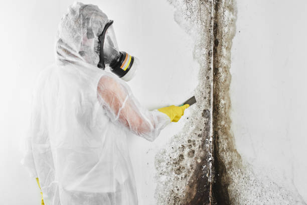 Best Certified Mold Removal  in Garden City Park, NY