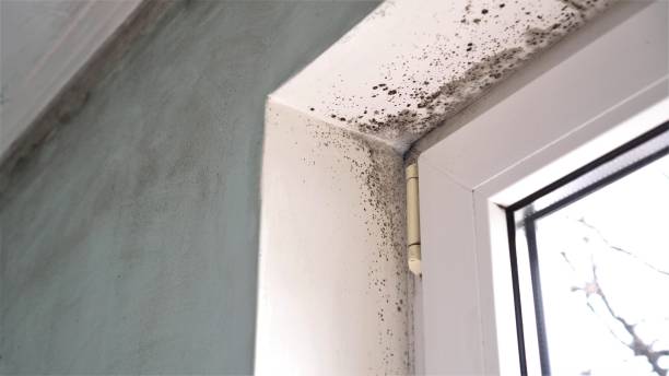 Best Black Mold Removal  in Garden City Park, NY