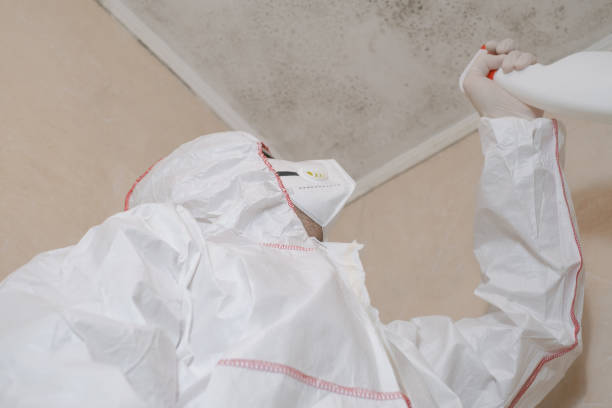 Best Mold Removal Company Near Me  in Garden City Park, NY