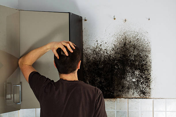 Best Local Mold Removal Service  in Garden City Park, NY