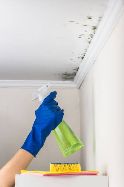 Best Fast Mold Removal  in Garden City Park, NY